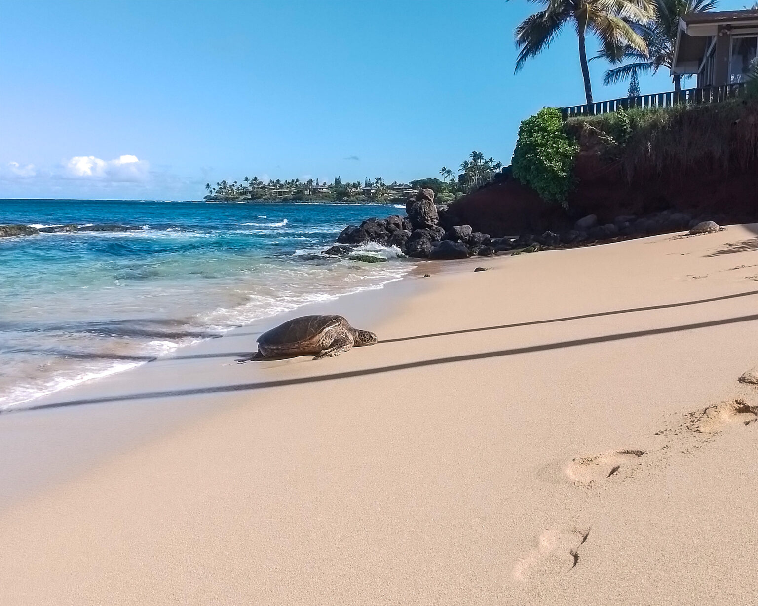 Schildkröte auf einem hawaiianischen Sandstrand – Symbol für die Ruhe einer Naturbestattung auf Hawaii